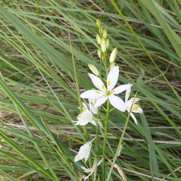 Anthericum liliago Flower