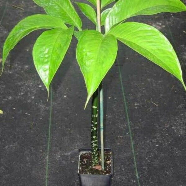 Amorphophallus konjac Feuille