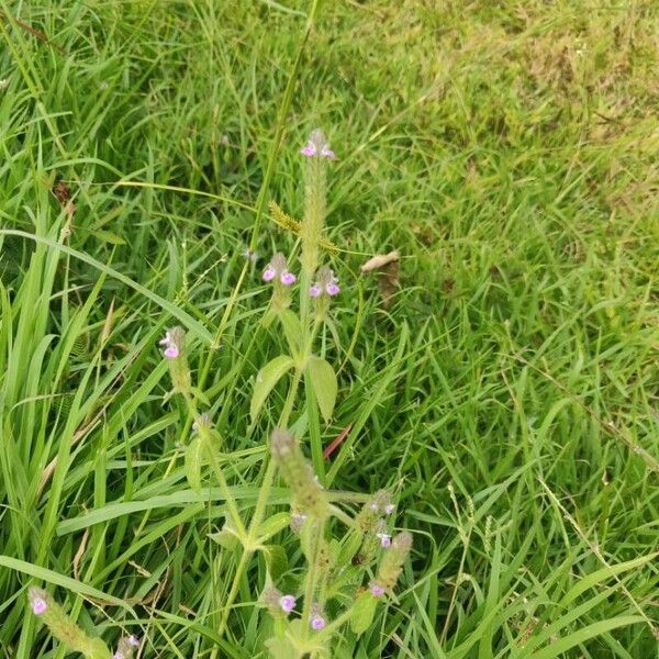 Rostellularia procumbens Flor