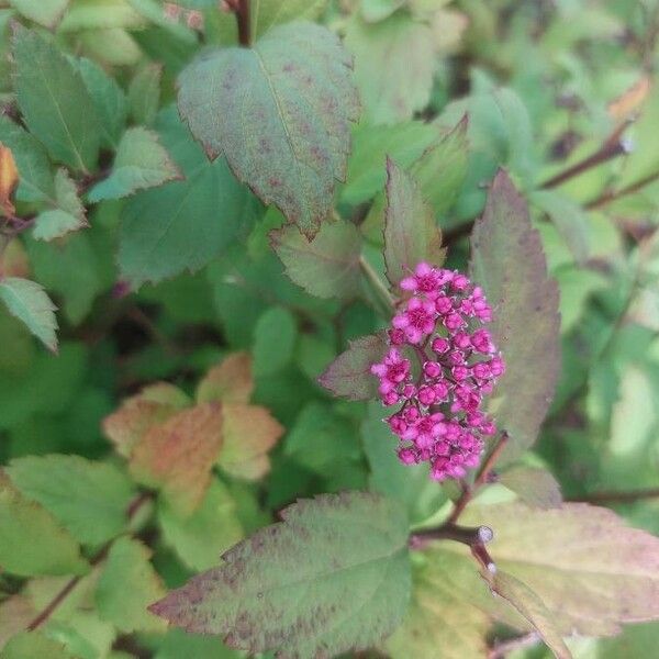 Spiraea japonica Foglia