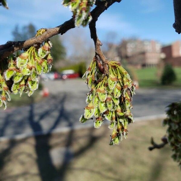 Ulmus americana Плод