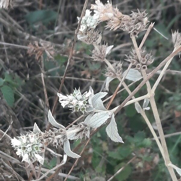 Marrubium peregrinum Flower