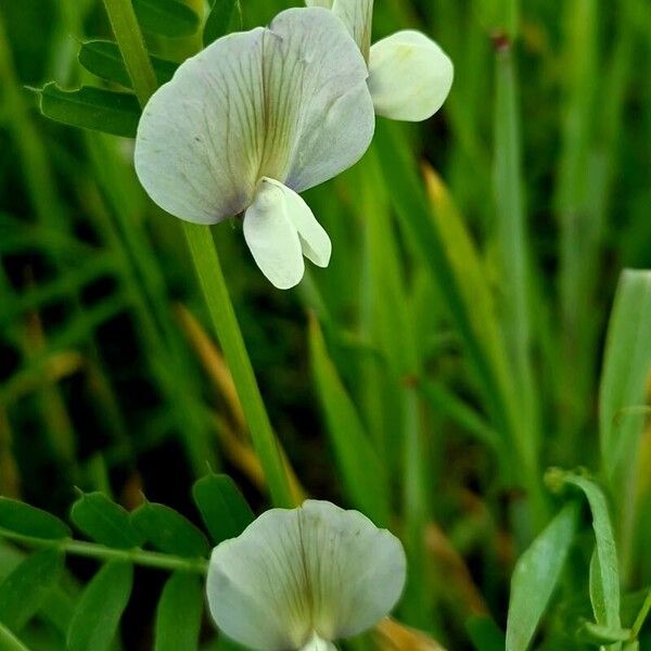 Vicia grandiflora Λουλούδι