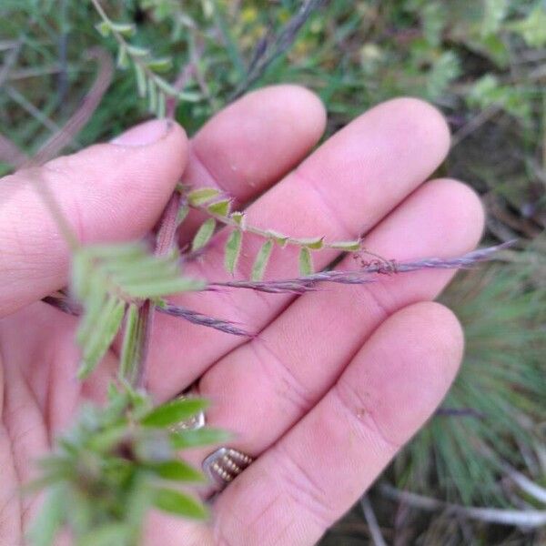 Vicia hirsuta Φύλλο