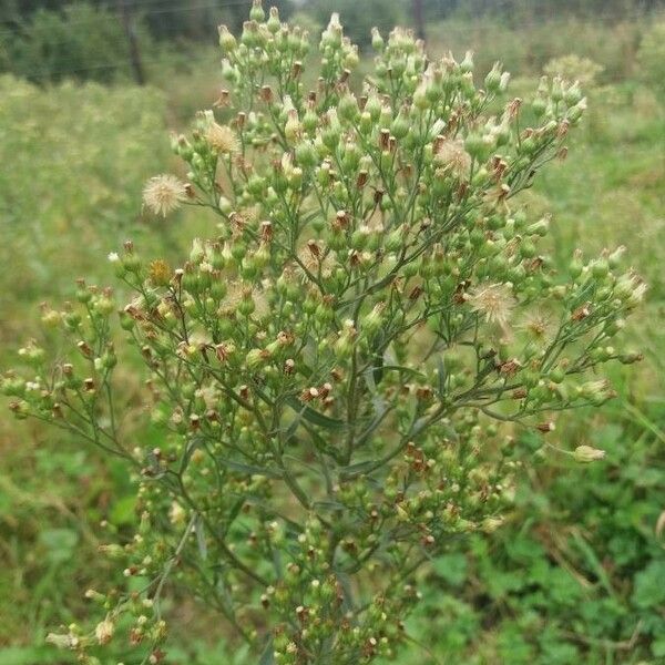 Erigeron canadensis Ліст