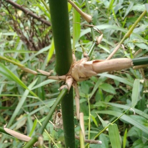 Bambusa vulgaris Bark