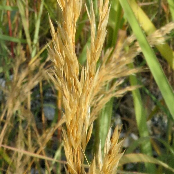 Achnatherum calamagrostis 花