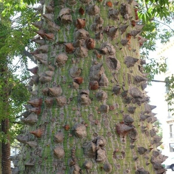 Ceiba pentandra چھال