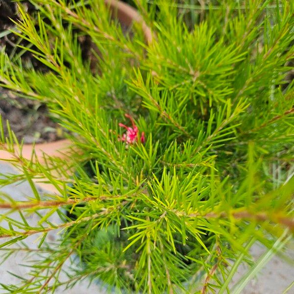 Grevillea rosmarinifolia 葉