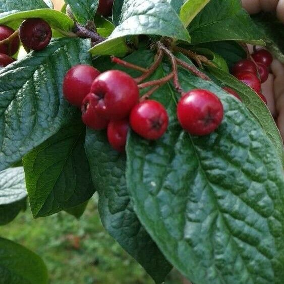 Cotoneaster bullatus Frukto