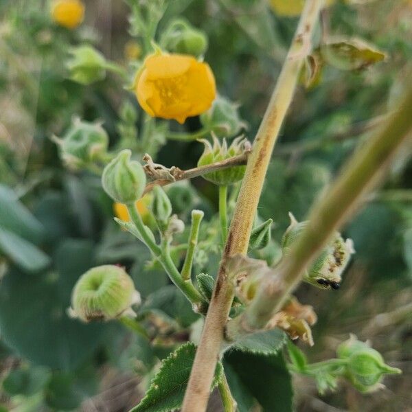 Abutilon pannosum Květ