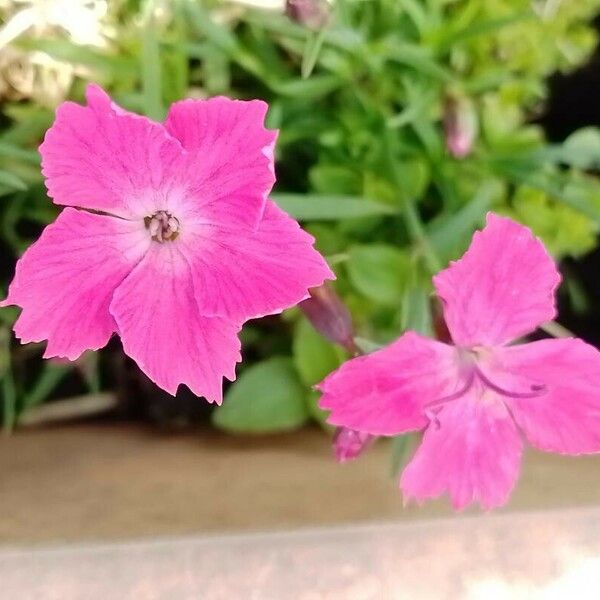 Dianthus gratianopolitanus Blomma