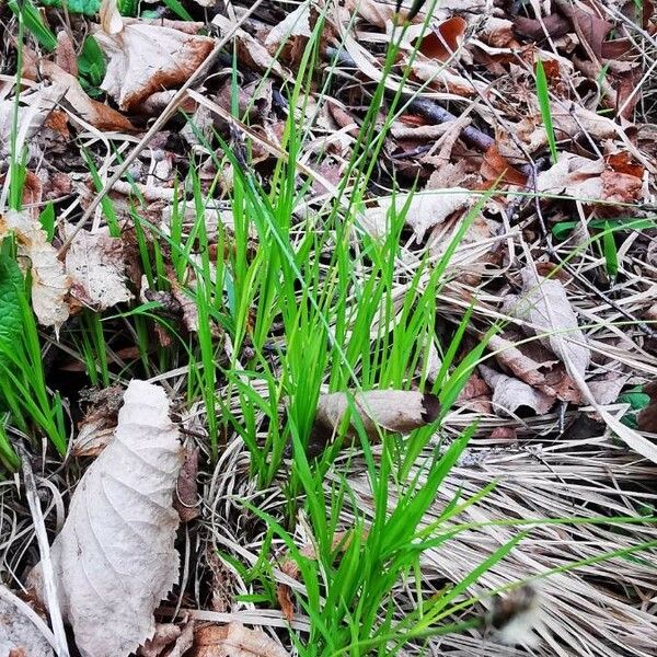 Carex montana Hoja