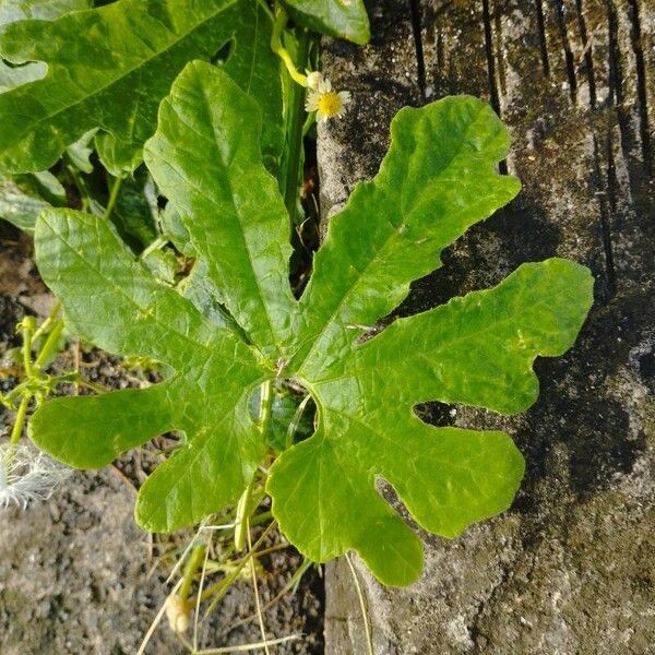 Trichosanthes cucumerina Feuille