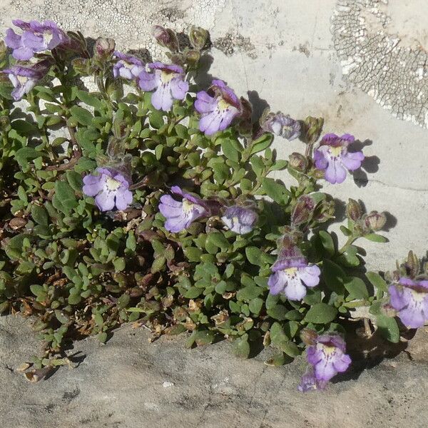 Chaenorhinum origanifolium Natur