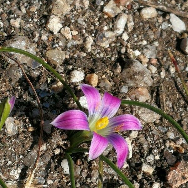 Romulea ramiflora Flower