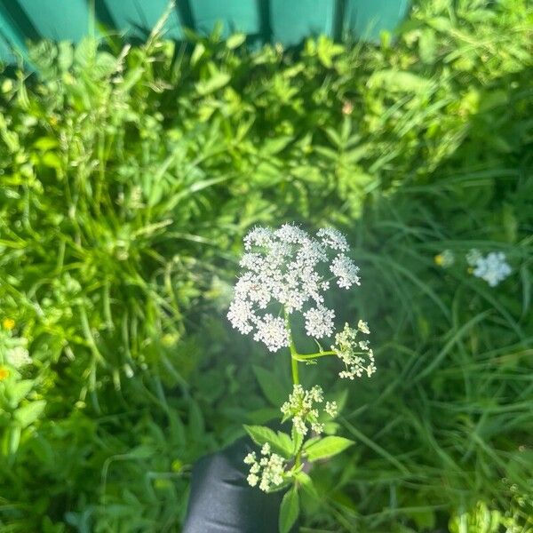 Aegopodium podagraria Blüte