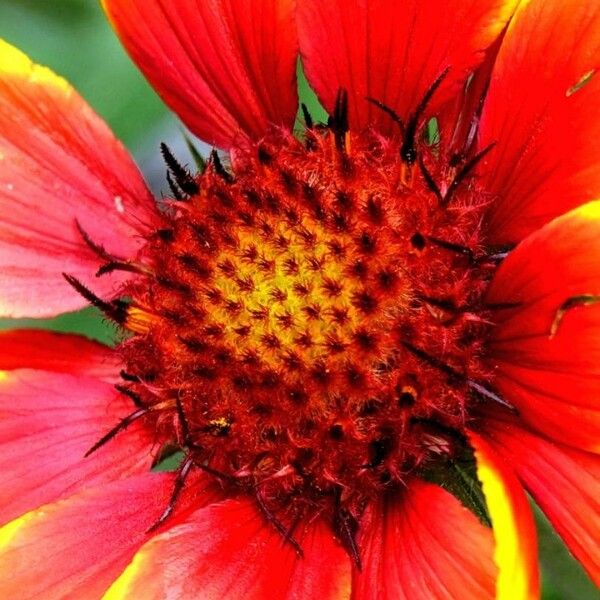 Gaillardia aristata Квітка