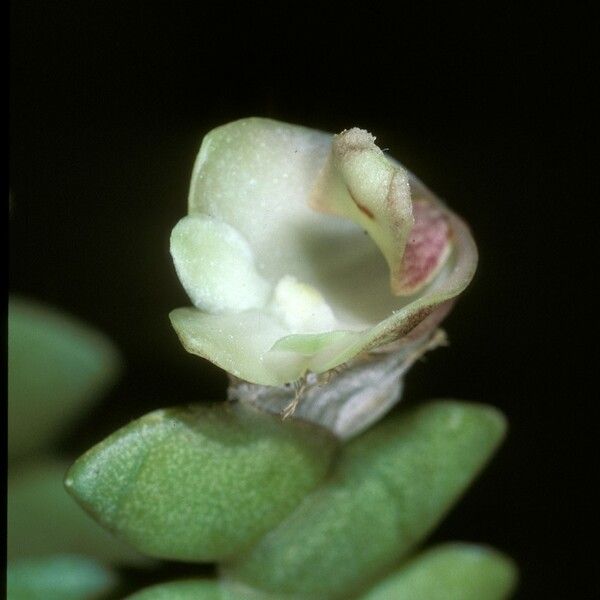 Dendrobium leonis Blüte