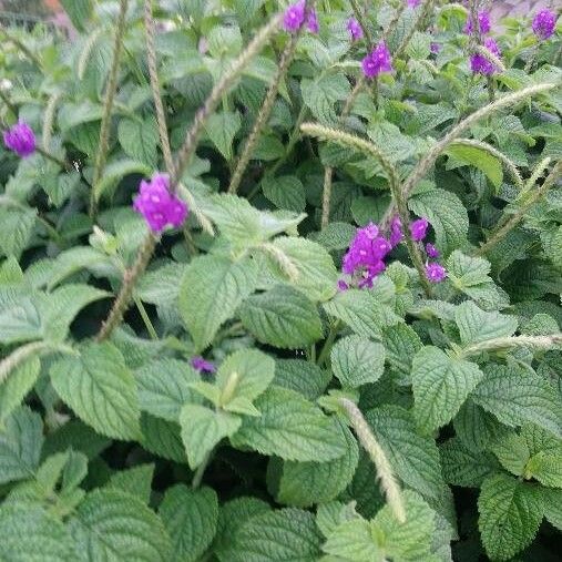 Stachytarpheta jamaicensis Flor