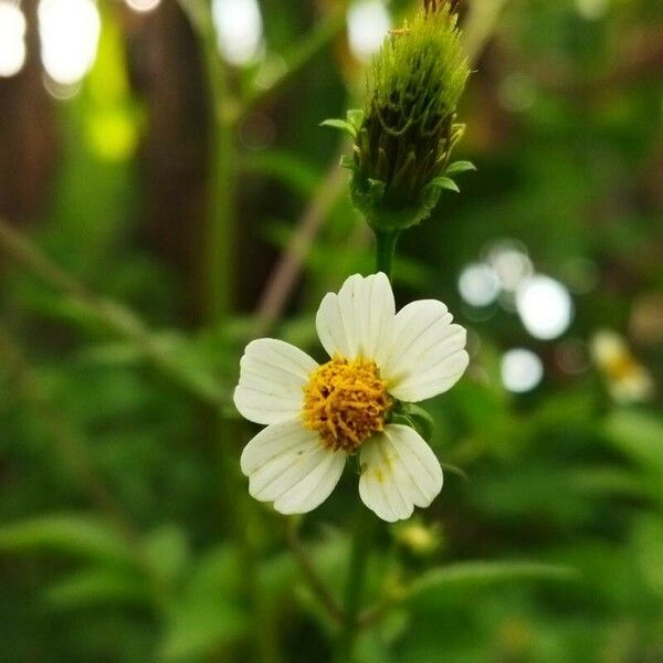 Bidens pilosa Flor