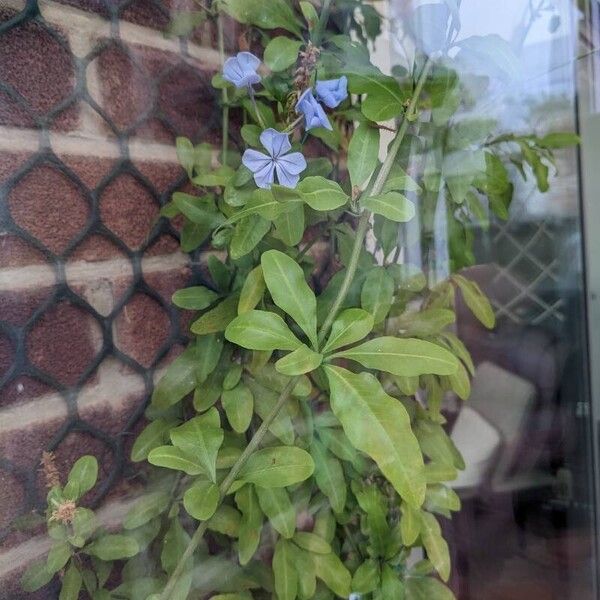 Plumbago auriculata Levél