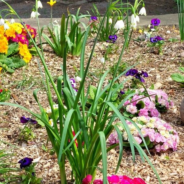 Leucojum aestivum Хабит