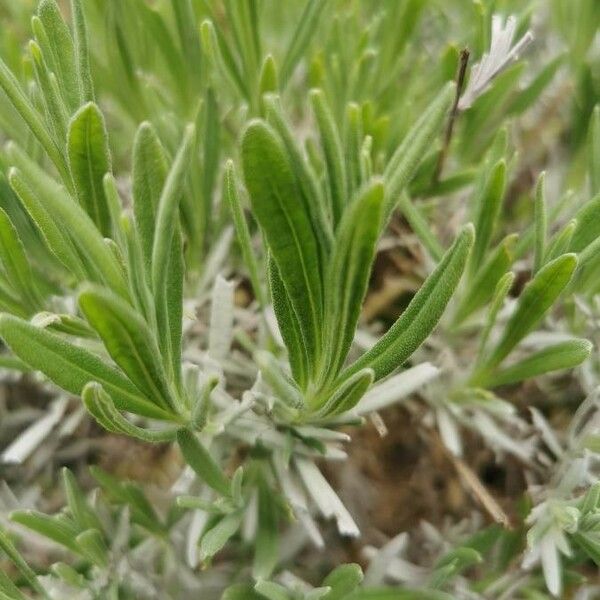 Lavandula latifolia Φύλλο