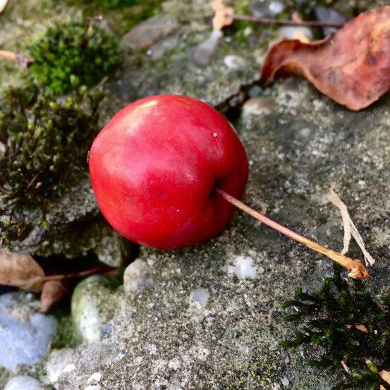 Malus hupehensis Frugt