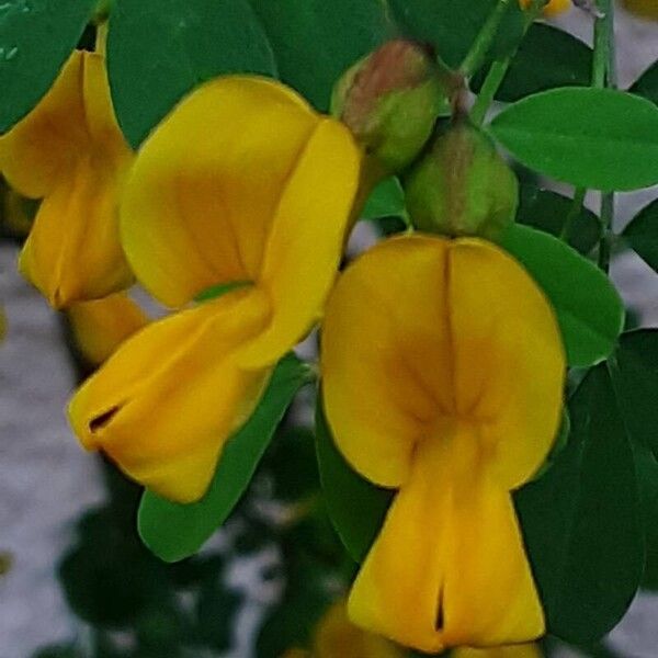 Hippocrepis emerus Flower