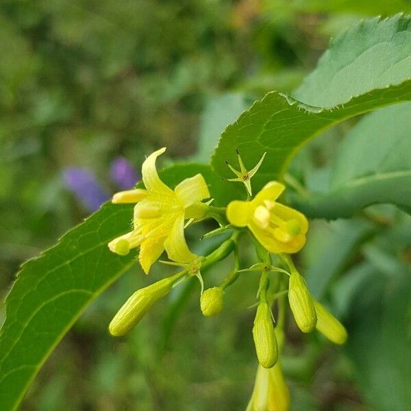 Diervilla lonicera Kwiat