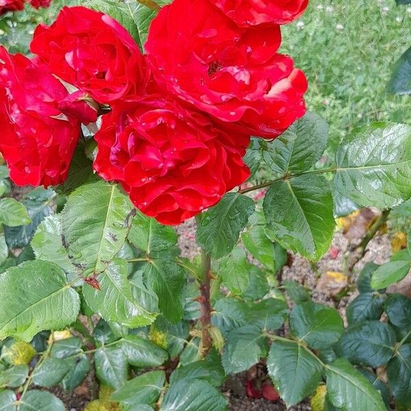 Rosa × odorata Habit