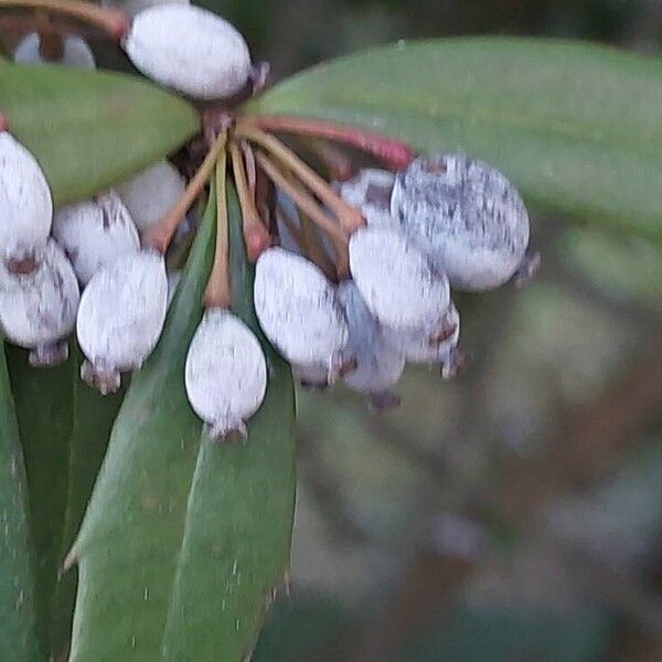 Berberis julianae Fruit