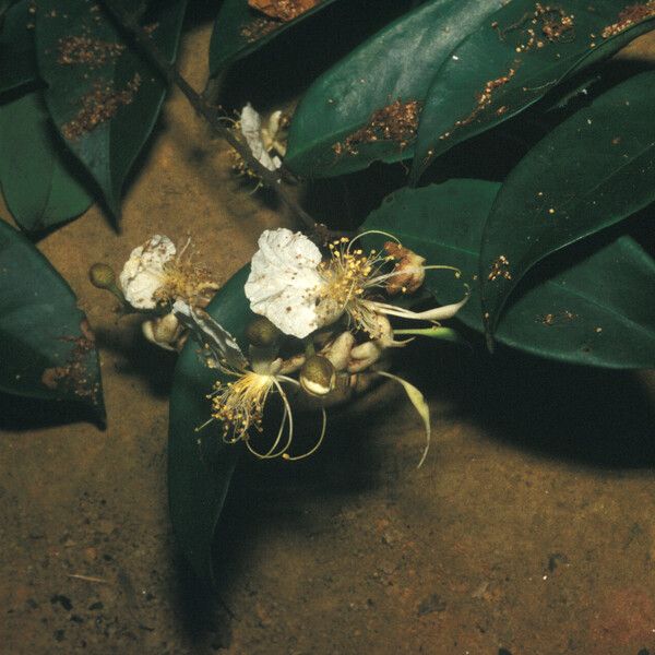 Swartzia polyphylla Blüte