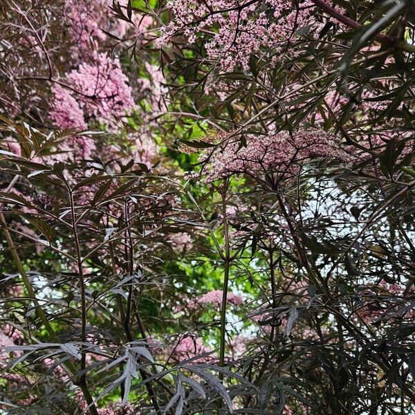 Sambucus racemosa Habitus