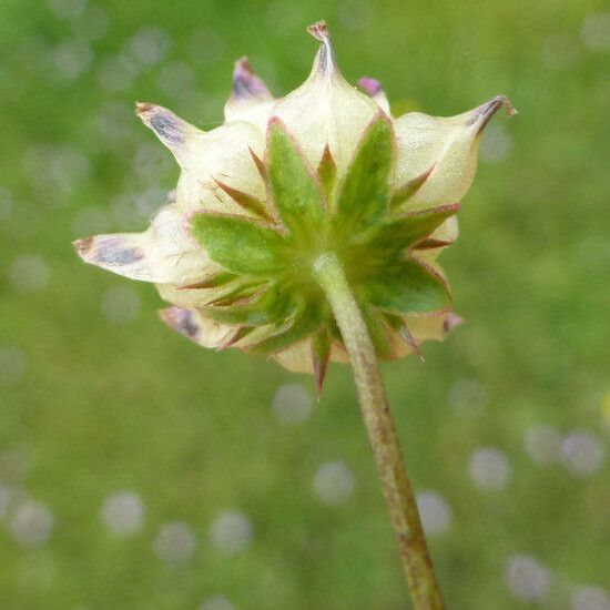 Trifolium depauperatum Flower
