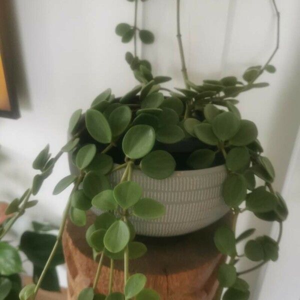 Peperomia rotundifolia 葉