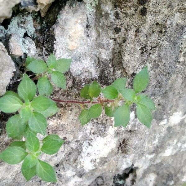 Parietaria lusitanica Лист