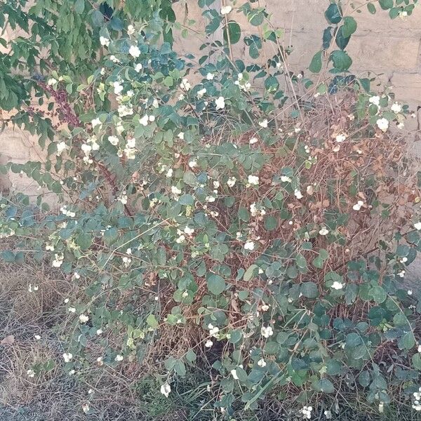 Symphoricarpos albus Habitatea