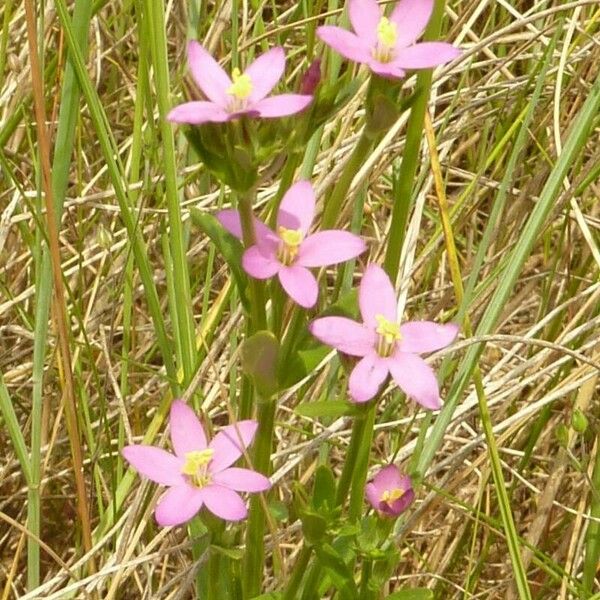 Centaurium littorale 花