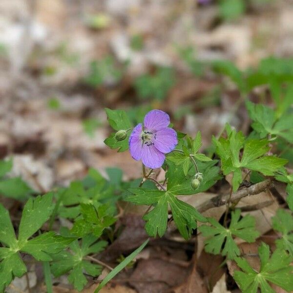 Geranium maculatum Flower