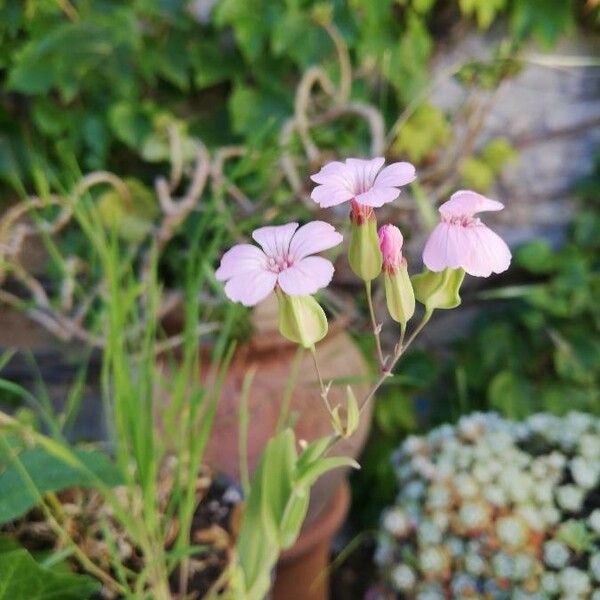 Vaccaria hispanica Flower