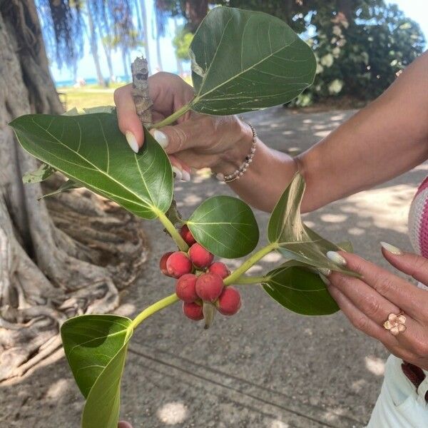 Ficus benghalensis Owoc