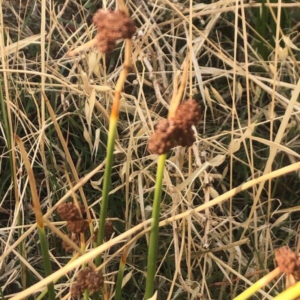 Scirpoides holoschoenus Květ