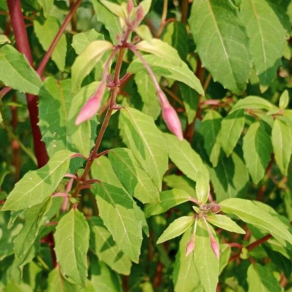 Fuchsia magellanica Blad