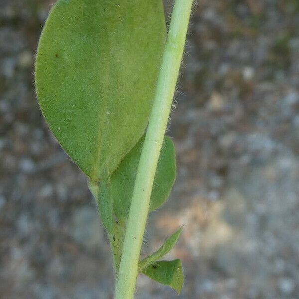 Tripodion tetraphyllum 樹皮