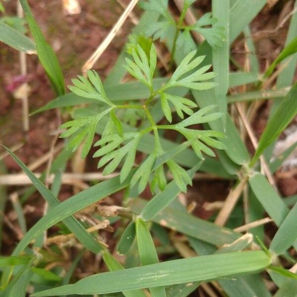 Cyclospermum leptophyllum Blatt