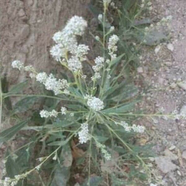 Lepidium latifolium Цвят