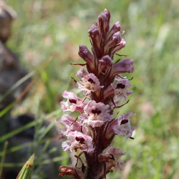 Orobanche crenata Blodyn