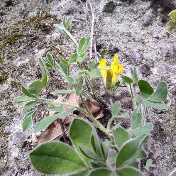 Cytisus hirsutus Hábito